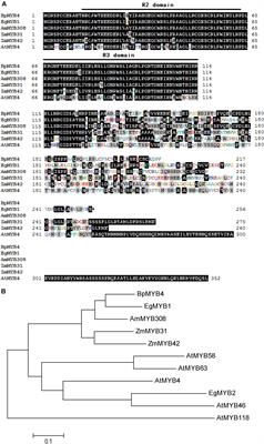 The BpMYB4 Transcription Factor From Betula platyphylla Contributes Toward Abiotic Stress Resistance and Secondary Cell Wall Biosynthesis